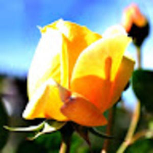 Meet your Posher, Arnav amol